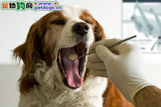 狗狗患焦蟲病的特點及治療