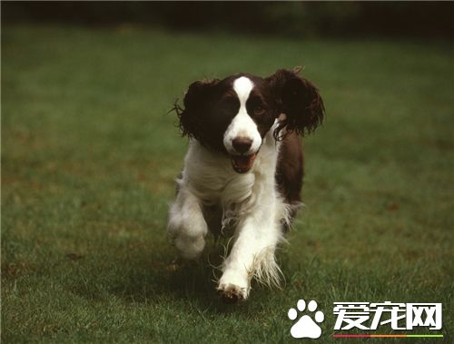 英國史賓格犬怎麼養 狗狗的食具要固定不要亂用