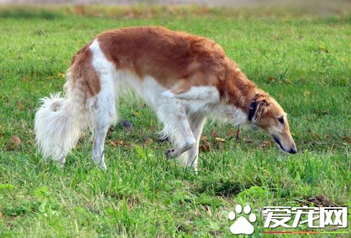 蘇俄獵狼犬飼養 幼年時期的營養是最為重要