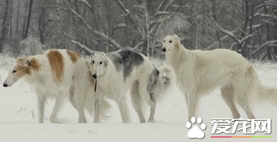 蘇俄獵狼犬飼養 幼年時期的營養是最為重要