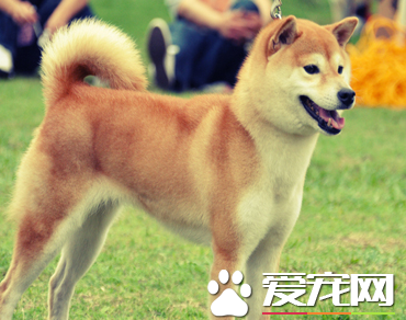 日本秋田犬是柴犬嗎 秋田犬和柴犬是不同的狗狗