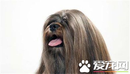 拉薩犬和西施犬的區別 拉薩犬擁有一個好嗓音