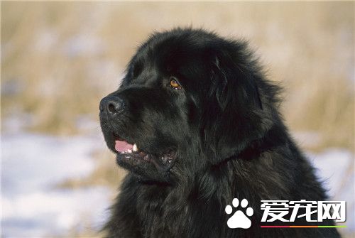紐芬蘭犬辨別 眼睛應為深褐色相對小位置深