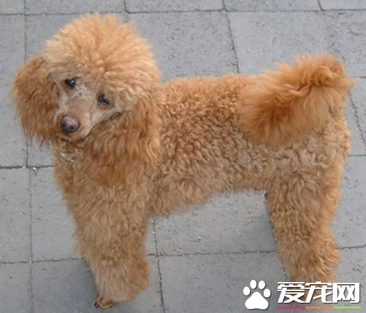 玩具貴賓犬怎麼養 後軀的毛要經常給它修剪
