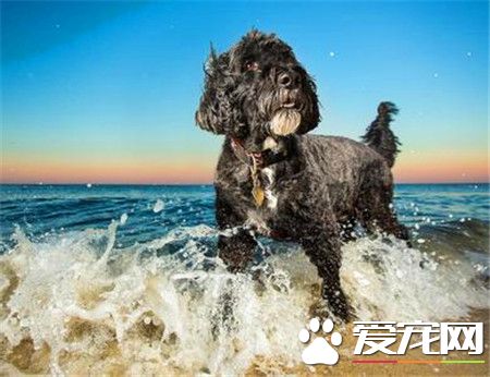 葡萄牙水犬特點 一種精力充沛而不誇張的狗
