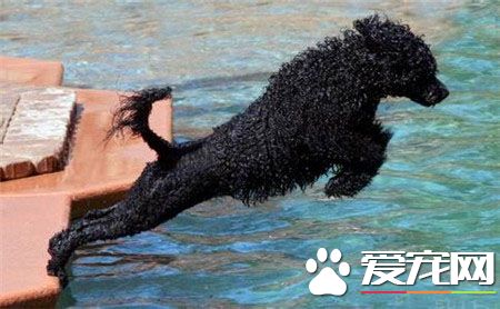 葡萄牙水犬是貴賓嗎 這是兩種不同類型的狗狗