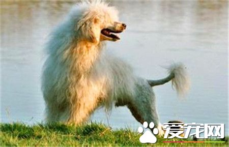 葡萄牙水犬是貴賓嗎 這是兩種不同類型的狗狗