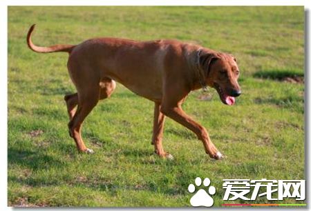 羅得西亞脊背犬戰斗力 相對於其它狗狗戰斗力差點