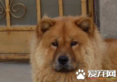 松獅犬是哪個國家的 松獅犬原產於中國