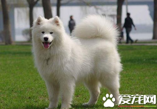 薩摩耶犬能長到多大 標准身高在53到61厘米
