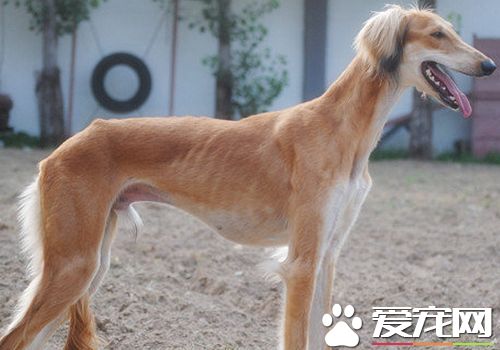薩路基犬的特長 薩路基犬具有優秀的狩獵能力