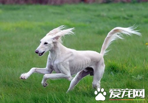 薩路基犬的特長 薩路基犬具有優秀的狩獵能力