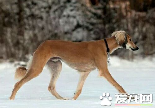 薩路基獵犬的智商 薩路基獵犬聰明伶俐