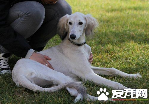 薩路基獵犬出生地 薩路基犬原產中東地區伊朗