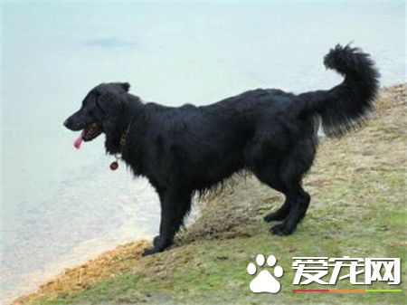 平毛尋回犬的特點 是一種可愛友善活躍的狗狗