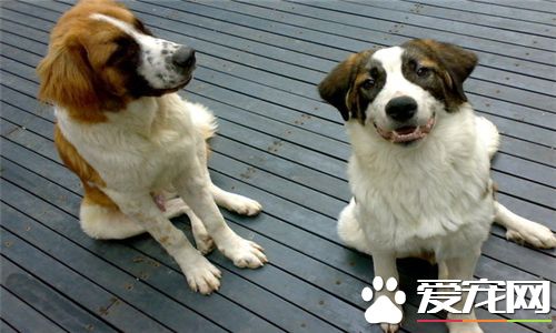 聖伯納犬好還是中亞牧羊犬好 根據個人喜歡和愛好