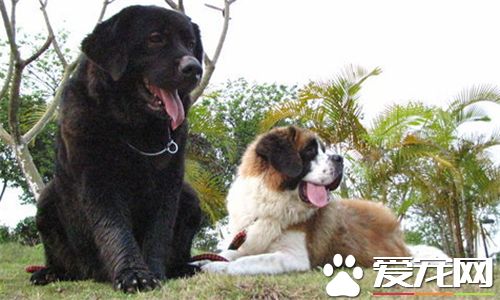 聖伯納犬的種類 聖伯納犬有兩個種類