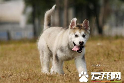 短毛阿拉斯加雪橇犬大小 雄性體重在85磅