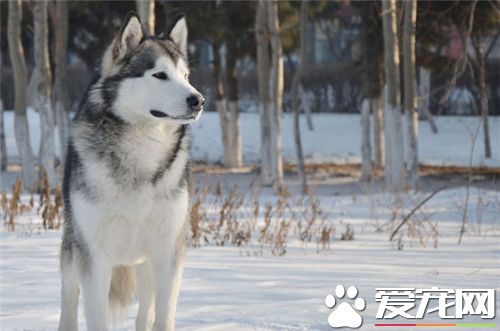 短毛阿拉斯加雪橇犬大小 雄性體重在85磅