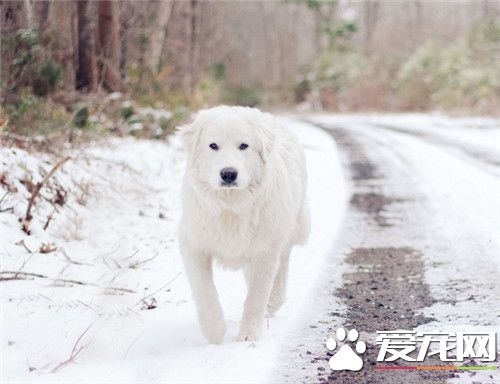 大白熊犬分幾種 大白熊犬是一個獨立的品種