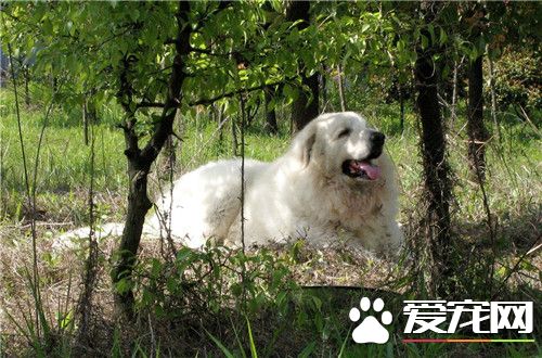 大白熊犬多大 大白熊犬是會有41到57公斤