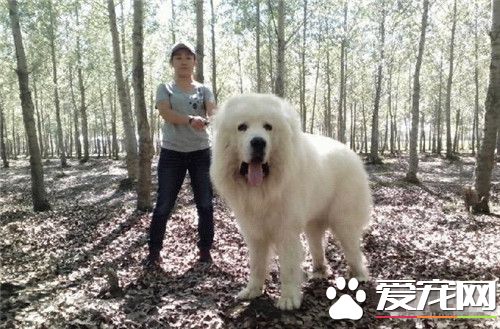 大白熊犬的性格 大白熊犬性情溫和耐力好