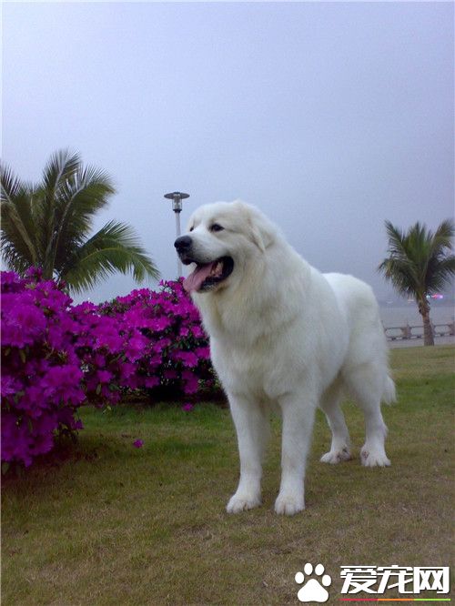 大白熊犬多大 大白熊犬是會有41到57公斤