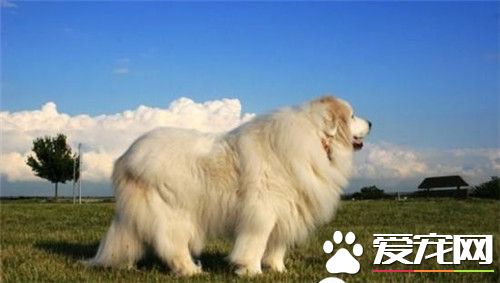 大白熊犬多高 大白熊公犬身高69到81厘米