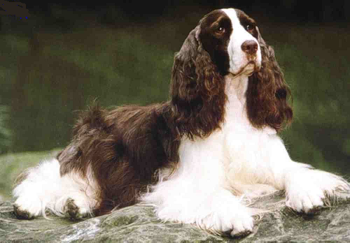 史賓格犬能長多大 公犬的理想肩高是50.8厘米