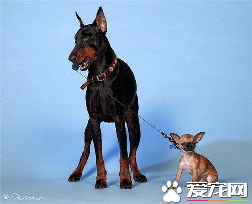 杜賓犬的高度 公狗肩高約26到28英寸