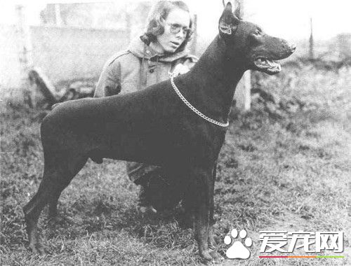杜賓犬凶嗎 杜賓犬是比較凶的一種狗狗