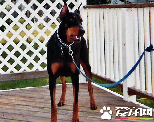 杜賓犬體重 成年後可以達到30到40公斤