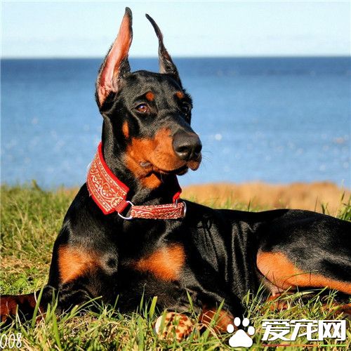 杜賓犬身高 杜賓犬身高為66到71厘米