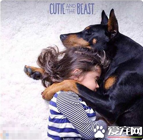 杜賓犬的用途 杜賓犬常被用作護衛及警犬
