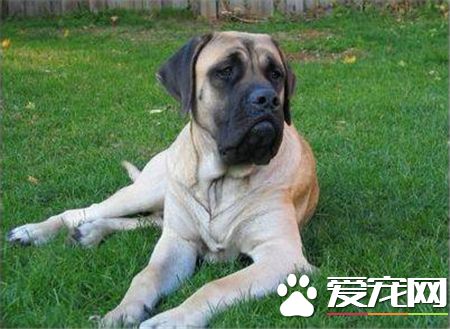 馬士提夫犬和大丹犬相同嗎 是兩種不同的品種