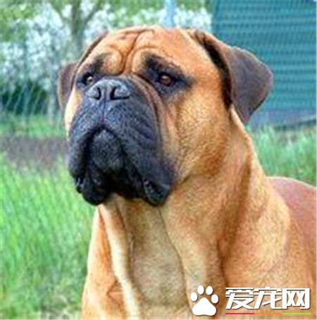 馬士提夫犬和大丹犬相同嗎 是兩種不同的品種