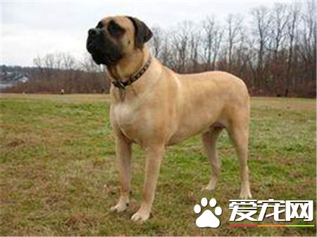 馬士提夫犬多大 馬士提夫屬於超大型獒犬