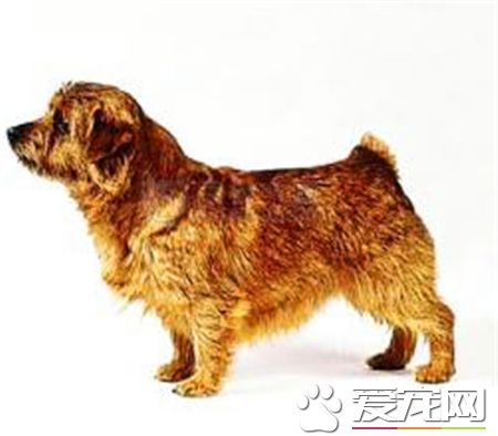 羅福梗犬的特征 羅福梗是體型最小的工作梗