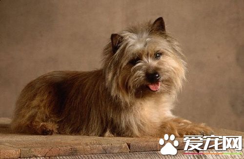 羅福梗犬的特征 羅福梗是體型最小的工作梗