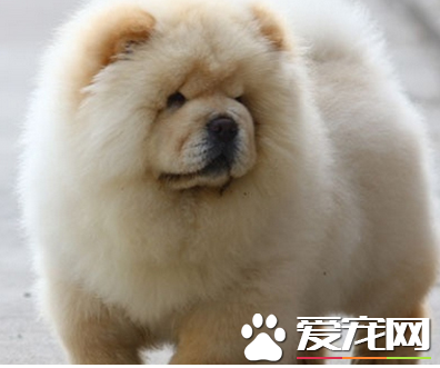松獅犬原產地 松獅犬的原產地在中國