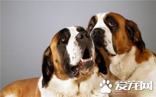 聖伯納犬體味程度 聖伯納犬會有一些體味