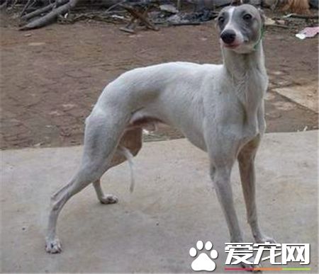 靈缇犬的介紹 標准靈缇犬的外表特征
