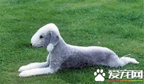 貝靈頓梗犬顏色 顏色有藍色肝色或淡黃棕色