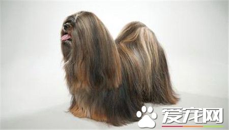 拉薩犬掉毛程度 換毛季節掉毛非常厲害