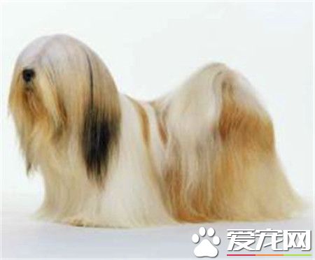 拉薩犬純種是什麼顏色 毛色以金黃色為最理想