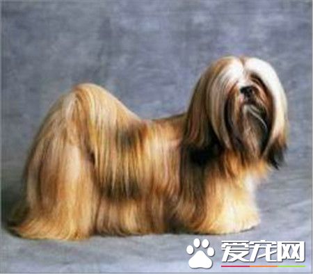 拉薩犬純種是什麼顏色 毛色以金黃色為最理想