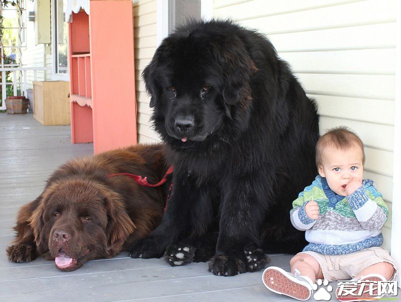 紐芬蘭犬體味重嗎 紐芬蘭犬體味是很小的
