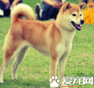 日本柴犬的優點缺點 日本柴犬地域性較強