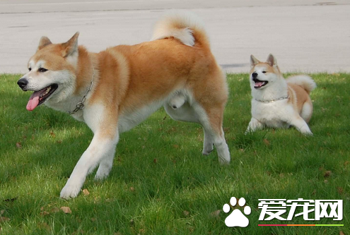 秋田犬與柴犬的區別 如何區分秋田和柴犬