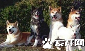 秋田犬的忠誠度 日本人將秋田犬視為忠實的伴侶